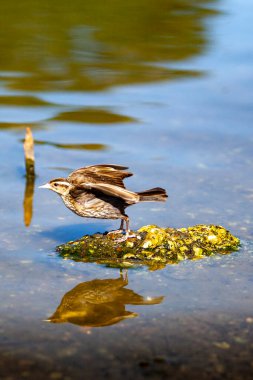 Yansıması olan bir kuş. Yüksek kalite fotoğraf