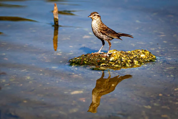 Burung Atas Batu Dengan Refleksi Foto Berkualitas Tinggi — Stok Foto