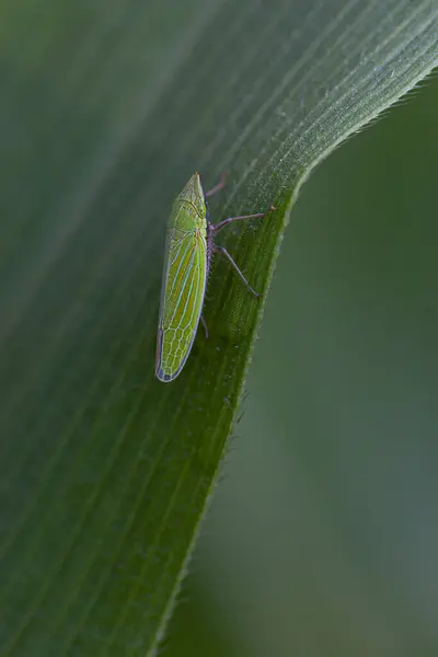Makro Eines Käfers Auf Einem Blatt Hochwertiges Foto — Stockfoto
