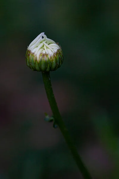 菊花在花坛上开开心心 高质量的照片 — 图库照片