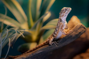 Sakallı bir ejderhanın portresi. Yüksek kalite fotoğraf
