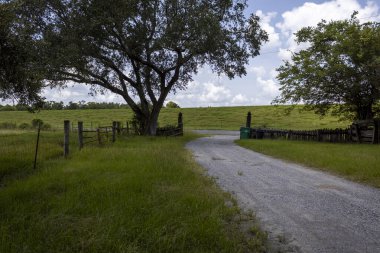 Ağaç astarlı ve tepe örtülü köy yolu. Yüksek kalite fotoğraf