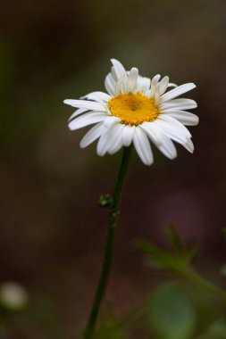 Çiçek tarhında mutlu papatyalar. Yüksek kalite fotoğraf