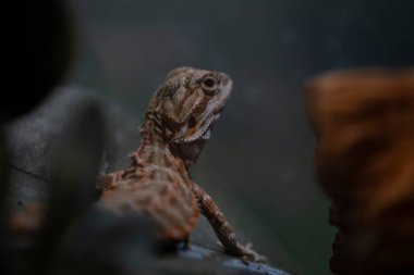 Sakallı bir ejderhanın portresi. Yüksek kalite fotoğraf