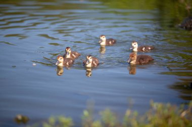 Sudaki sevimli yavru ördekler. Yüksek kalite fotoğraf