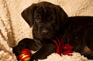 Sevimli İngiliz Mastiff köpek portresi. Yüksek kalite fotoğraf