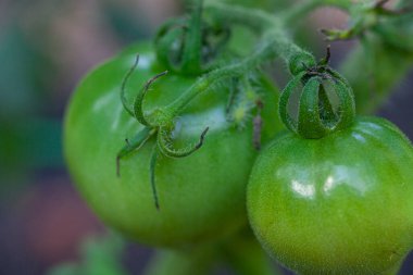 Asmada yeşil kiraz domatesleri. Yüksek kalite fotoğraf