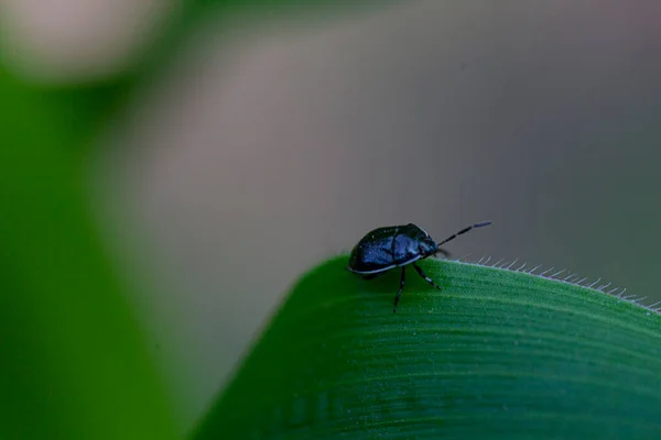 Macro Bug Leaf High Quality Photo — Stock Photo, Image