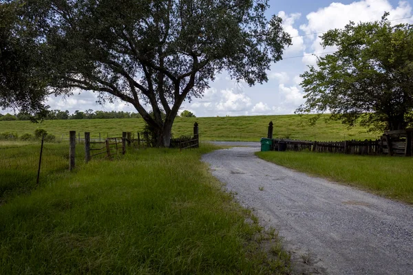Ağaç astarlı ve tepe örtülü köy yolu. Yüksek kalite fotoğraf