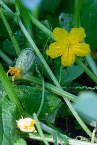 Cucumber fruit with flower on vine. High quality photo