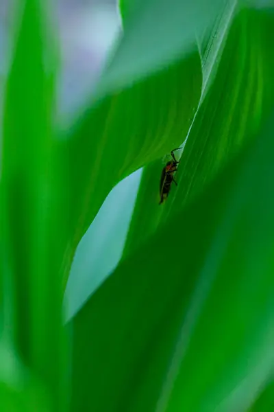 Macro Bug Leaf High Quality Photo — Stock Photo, Image