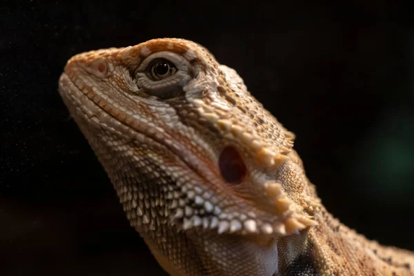 Портрет Молодого Бородатого Дракона Высокое Качество Фото — стоковое фото