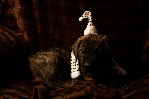 Uroczy Angielski Portret Szczeniaka Mastiffa Wysokiej Jakości Zdjęcie — Zdjęcie stockowe