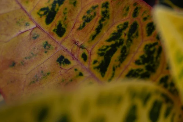 Макро Разноцветного Кротонного Листа Высокое Качество Фото — стоковое фото