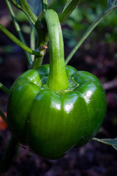 葡萄上有新鲜的青椒 高质量的照片 — 图库照片