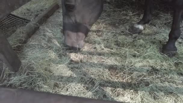 Black Horse Eating Bermuda Hay High Quality Footage — Stock Video