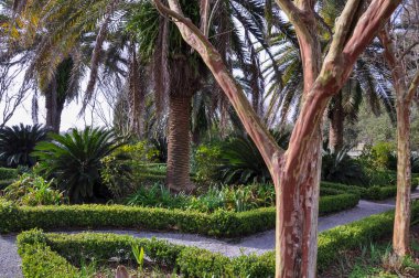 Bitkileri olan güzel bir bahçe. Yüksek kalite fotoğraf
