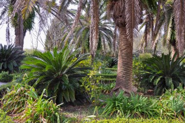 Bitkileri olan güzel bir bahçe. Yüksek kalite fotoğraf