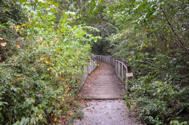 Sessiz yürüyüş yolu ya da ormanda köprü. Yüksek kalite fotoğraf