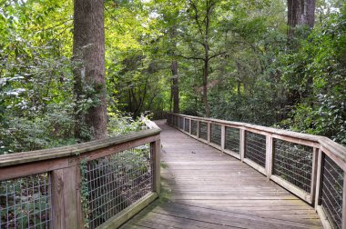 Sessiz yürüyüş yolu ya da ormanda köprü. Yüksek kalite fotoğraf
