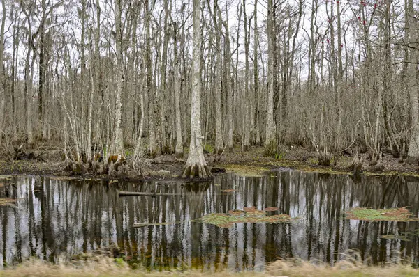 美丽而怪异的路易斯安那州沼泽地 高质量的照片 — 图库照片