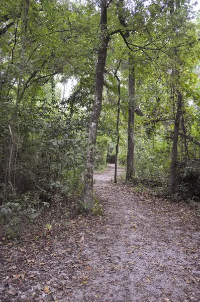 Tyst Promenadstig Eller Bro Genom Skog Högkvalitativt Foto — Stockfoto