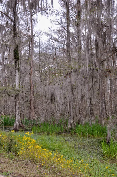 Schöner Und Unheimlicher Louisiana Sumpf Hochwertiges Foto — Stockfoto