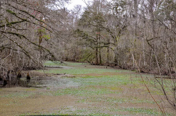 Lindo Misterioso Pântano Louisiana Foto Alta Qualidade — Fotografia de Stock