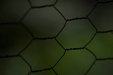 Çikolata parçacıklı ve şekerli kurabiye. Yüksek kalite fotoğraf