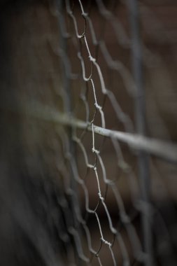 Çikolata parçacıklı ve şekerli kurabiye. Yüksek kalite fotoğraf