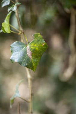 Çikolata parçacıklı ve şekerli kurabiye. Yüksek kalite fotoğraf