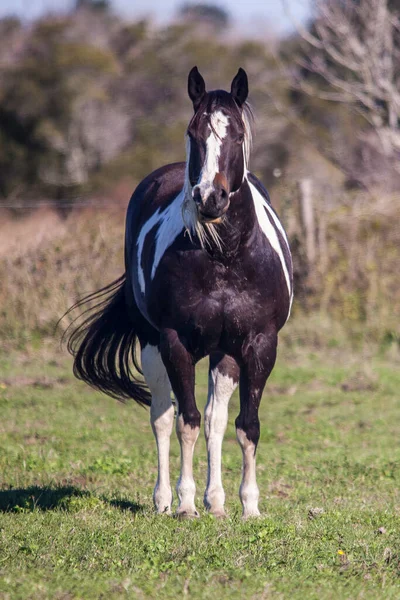 Portrait of a beautiful dun or buckskin quarter horse in his western tack.. High quality photo