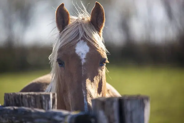 Palomino mare quarter horse by a homemade fence with grazing horses in the background. High quality photo