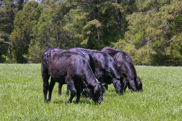 Herd Black Angus Cows Grazing Lush Green Field High Quality — Stock Photo, Image
