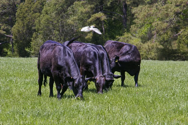 緑豊かな野原で放牧する黒い角牛の群れ 高品質の写真 — ストック写真