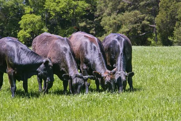 Yemyeşil Bir Tarlada Otlayan Siyah Angus Inekleri Sürüsü Yüksek Kalite — Stok fotoğraf
