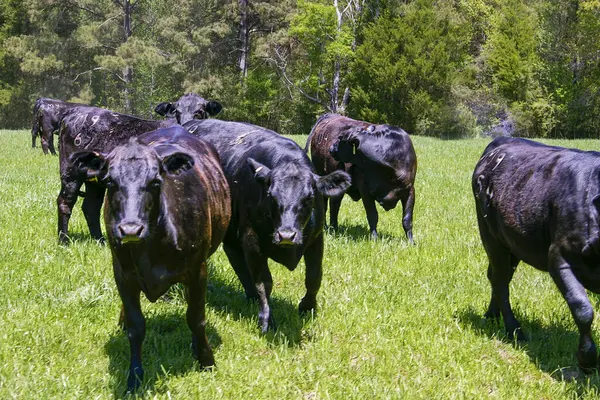 Troupeau Vaches Angus Noires Broutant Dans Champ Vert Luxuriant Photo — Photo