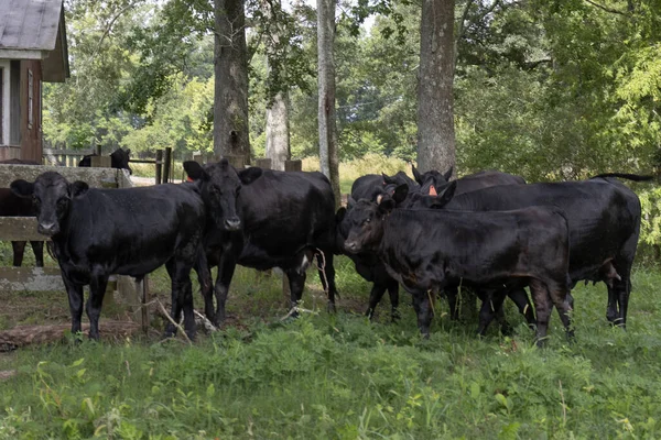 Nekler Sığırlar Sonbahar Otlaklarında Otlar Yüksek Kalite Fotoğraf — Stok fotoğraf