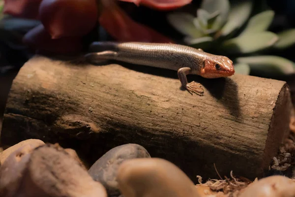 Vahşi doğadaki Geniş Kafalı Skink 'in portresi. Yüksek kalite fotoğraf