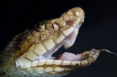 Bakır başlı yılanın makro portresi. Yüksek kalite fotoğraf