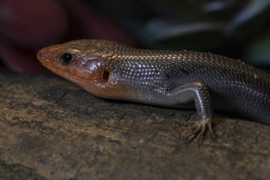 Vahşi doğadaki Geniş Kafalı Skink 'in portresi. Yüksek kalite fotoğraf