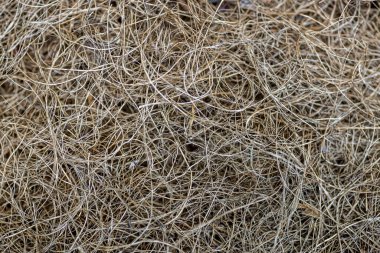 Çikolata parçacıklı ve şekerli kurabiye. Yüksek kalite fotoğraf