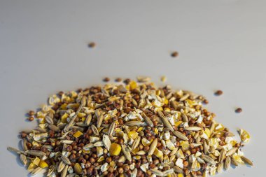 Çikolata parçacıklı ve şekerli kurabiye. Yüksek kalite fotoğraf