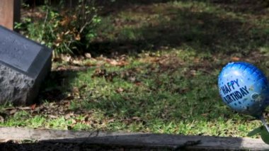 Canlı meşe ağaçları olan güney mezarlığı. Yüksek kalite 4k görüntü