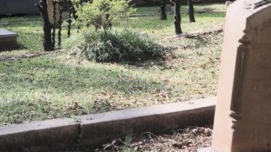 Canlı meşe ağaçları olan güney mezarlığı. Yüksek kalite 4k görüntü