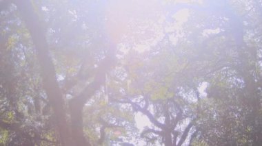 Canlı meşe ağaçları olan güney mezarlığı. Yüksek kalite 4k görüntü