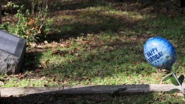 Canlı meşe ağaçları olan güney mezarlığı. Yüksek kalite 4k görüntü