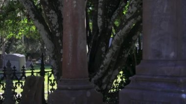 Canlı meşe ağaçları olan güney mezarlığı. Yüksek kalite 4k görüntü
