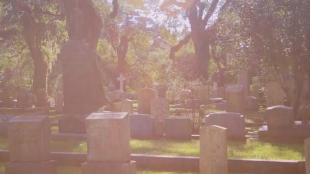 Południowy Cmentarz Żywymi Dębami Wysokiej Jakości Materiał — Wideo stockowe