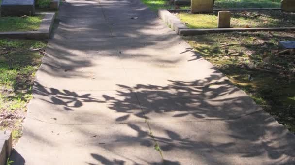 Південне Кладовище Живими Дубовими Деревами Високоякісні Кадри — стокове відео